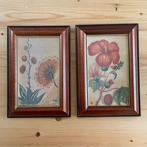 Vintage Naturalist Prints - set of Floral illustrations